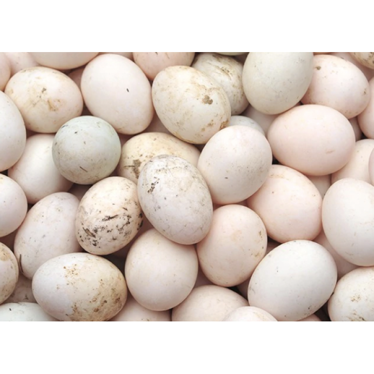 Premium Duck Egg  /  Tharavu / താറാവ്മുട്ട ( Pack of 6nos )